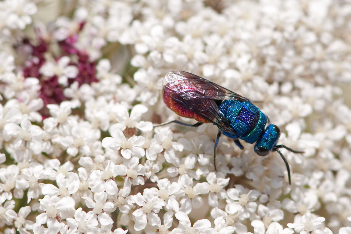 Chrysis comparata